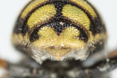  Anthidiellum strigatum (Panzer, 1805)