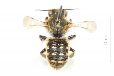  Anthidium cingulatum Latreille, 1809