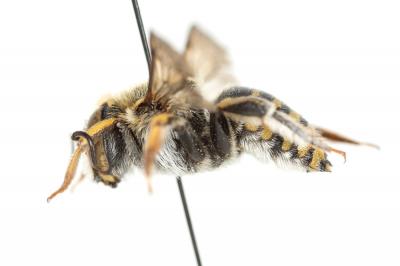  Anthidium diadema Latreille, 1809