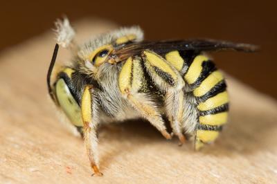  Anthidium diadema Latreille, 1809