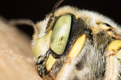  Anthidium diadema Latreille, 1809