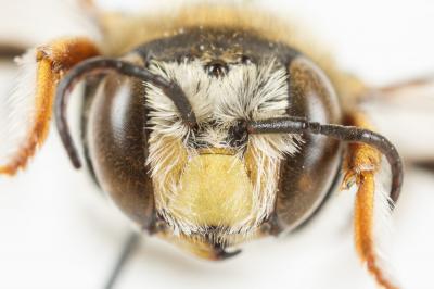  Anthidium diadema Latreille, 1809