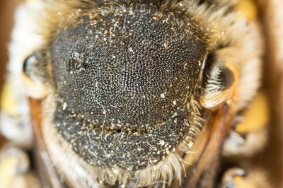  Anthidium diadema Latreille, 1809
