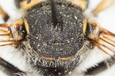  Anthidium diadema Latreille, 1809