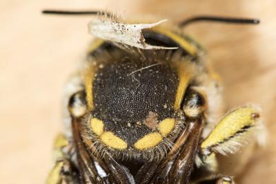  Anthidium diadema Latreille, 1809