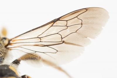  Anthidium diadema Latreille, 1809