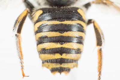  Anthidium diadema Latreille, 1809