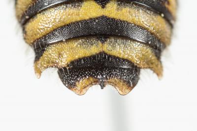  Anthidium diadema Latreille, 1809