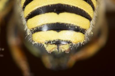  Anthidium diadema Latreille, 1809