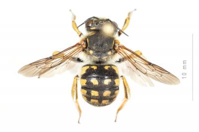  Anthidium loti Perris, 1852