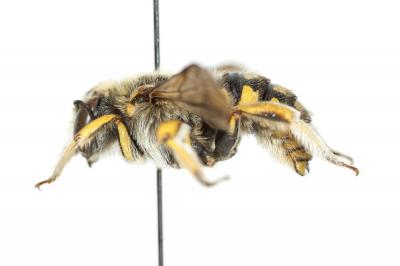  Anthidium loti Perris, 1852