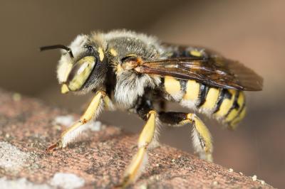  Anthidium loti Perris, 1852