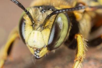  Anthidium loti Perris, 1852