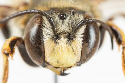  Anthidium loti Perris, 1852