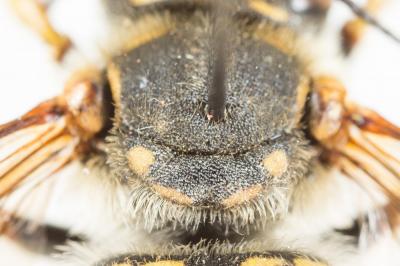  Anthidium loti Perris, 1852