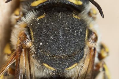  Anthidium loti Perris, 1852