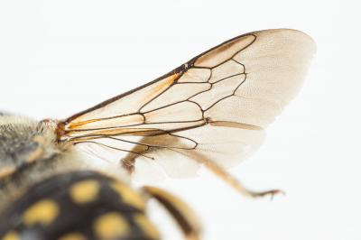  Anthidium loti Perris, 1852