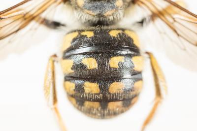  Anthidium loti Perris, 1852