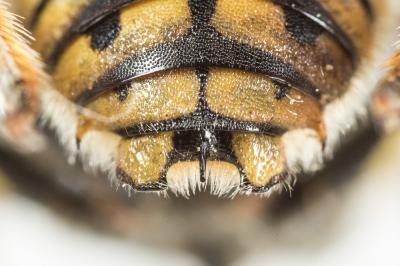  Anthidium loti Perris, 1852