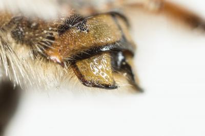  Anthidium loti Perris, 1852