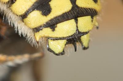  Anthidium loti Perris, 1852