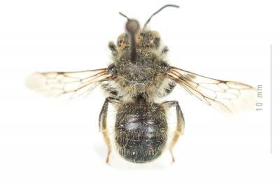  Anthidium montanum Morawitz, 1864