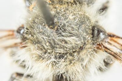  Anthidium montanum Morawitz, 1864