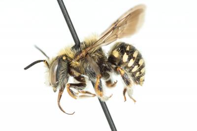  Anthidium punctatum Latreille, 1809