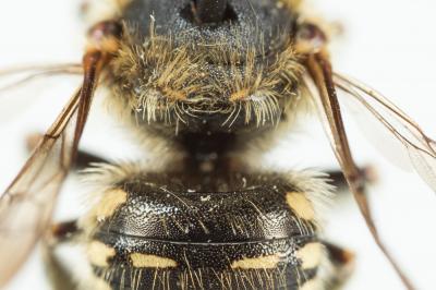  Anthidium punctatum Latreille, 1809