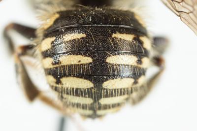  Anthidium punctatum Latreille, 1809