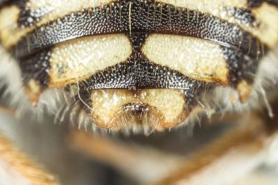  Anthidium punctatum Latreille, 1809