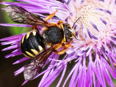  Rhodanthidium septemdentatum (Latreille, 1809)