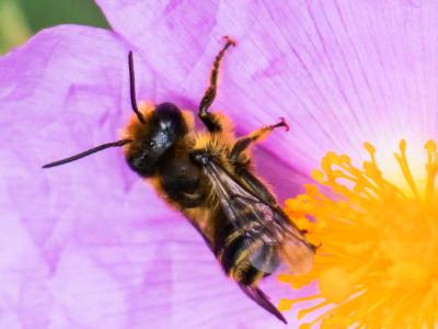  Osmia niveata (Fabricius, 1804)