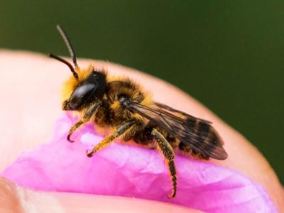  Osmia niveata (Fabricius, 1804)
