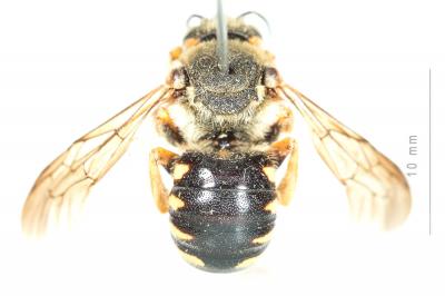  Icteranthidium laterale (Latreille, 1809)