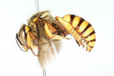  Icteranthidium laterale (Latreille, 1809)