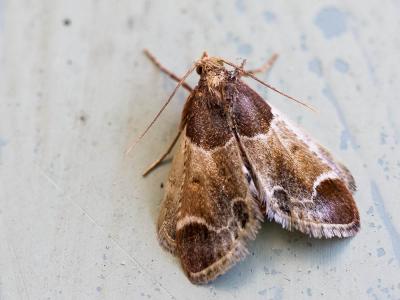  Pyralis farinalis (Linnaeus, 1758)