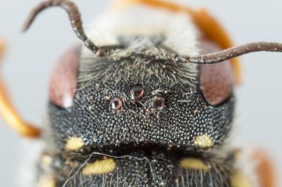  Pseudoanthidium nanum (Mocsáry, 1881)