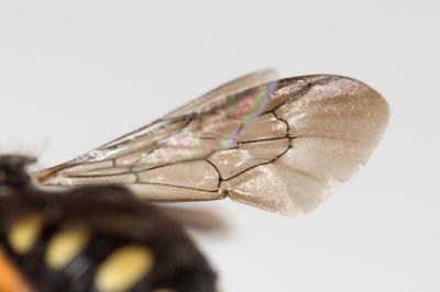  Pseudoanthidium nanum (Mocsáry, 1881)