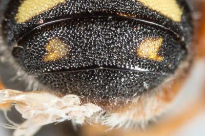  Pseudoanthidium nanum (Mocsáry, 1881)