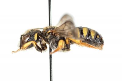  Pseudoanthidium scapulare (Latreille, 1809)