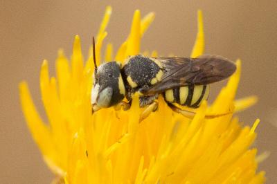  Pseudoanthidium scapulare (Latreille, 1809)
