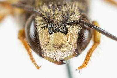  Pseudoanthidium scapulare (Latreille, 1809)