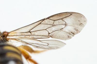  Pseudoanthidium scapulare (Latreille, 1809)