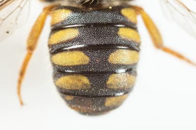  Pseudoanthidium scapulare (Latreille, 1809)