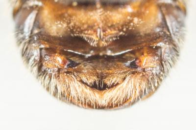  Pseudoanthidium scapulare (Latreille, 1809)