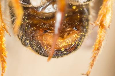  Pseudoanthidium scapulare (Latreille, 1809)