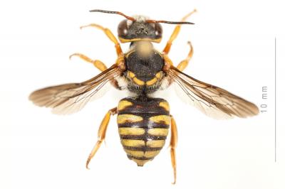  Rhodanthidium infuscatum (Erichson, 1835)
