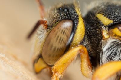  Rhodanthidium infuscatum (Erichson, 1835)