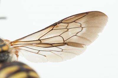  Rhodanthidium infuscatum (Erichson, 1835)